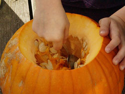 removing pumpkin seeds
